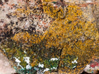 Natural Cabinet Size Dioptase Specimen on a Dolomite Matrix x 1 From Mashamba East, Congo