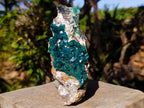Natural Cabinet Size Dioptase Specimen on a Dolomite Matrix x 1 From Mashamba East, Congo