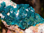 Natural Cabinet Size Dioptase Specimen on a Dolomite Matrix x 1 From Mashamba East, Congo