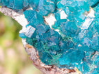 Natural Cabinet Size Dioptase Specimen on a Dolomite Matrix x 1 From Mashamba East, Congo