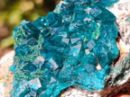 Natural Cabinet Size Dioptase Specimen on a Dolomite Matrix x 1 From Mashamba East, Congo