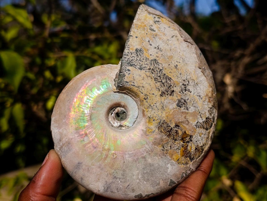 Natural Cabinet Size Large Iridescent Cleoniceras Ammonite Fossil x 1 From Maintirano, Madagascar