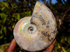 Natural Cabinet Size Large Iridescent Cleoniceras Ammonite Fossil x 1 From Maintirano, Madagascar