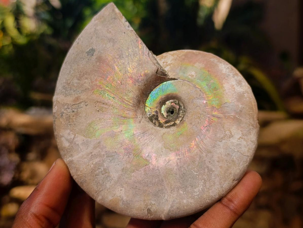 Natural Cabinet Size Large Iridescent Cleoniceras Ammonite Fossil x 1 From Maintirano, Madagascar