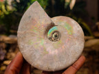 Natural Cabinet Size Large Iridescent Cleoniceras Ammonite Fossil x 1 From Maintirano, Madagascar