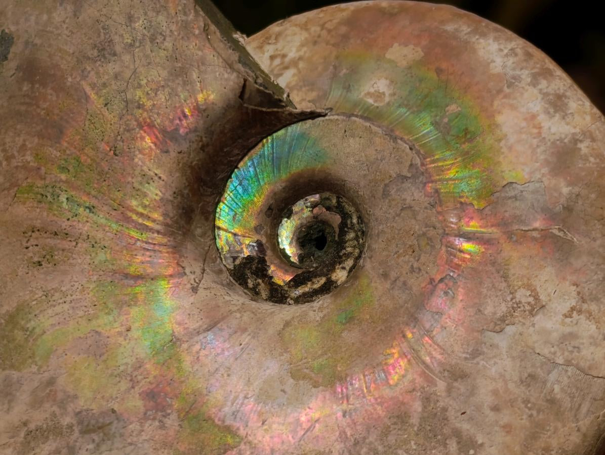 Natural Cabinet Size Large Iridescent Cleoniceras Ammonite Fossil x 1 From Maintirano, Madagascar