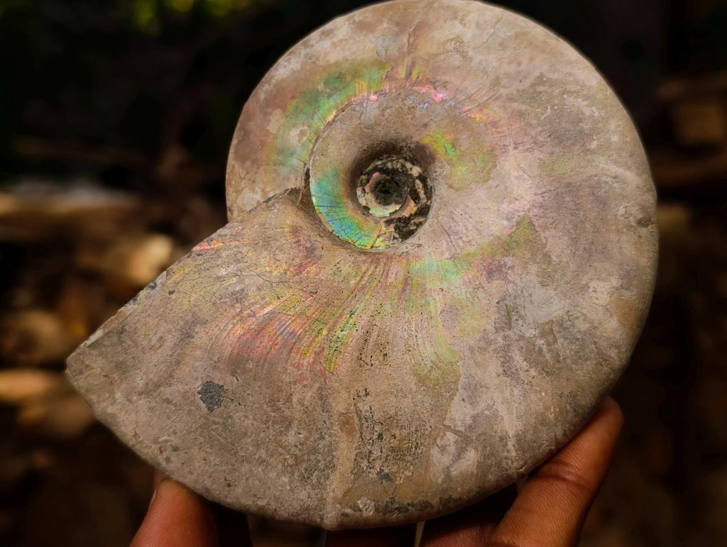 Natural Cabinet Size Large Iridescent Cleoniceras Ammonite Fossil x 1 From Maintirano, Madagascar