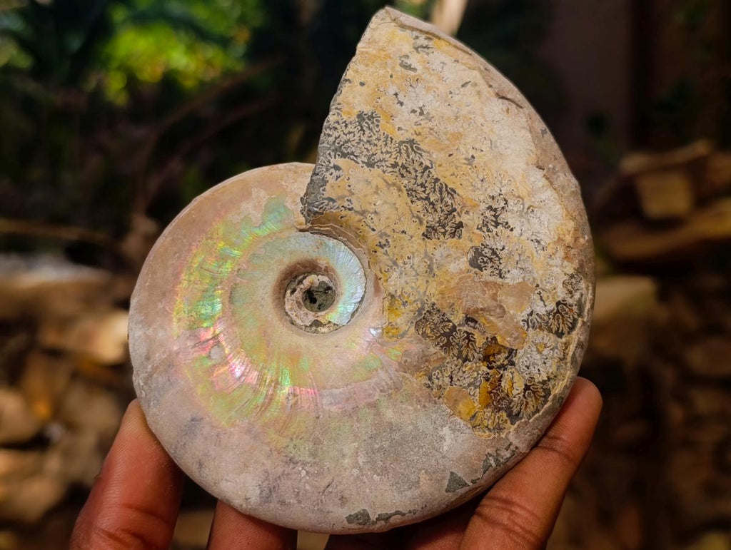 Natural Cabinet Size Large Iridescent Cleoniceras Ammonite Fossil x 1 From Maintirano, Madagascar