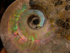 Natural Cabinet Size Large Iridescent Cleoniceras Ammonite Fossil x 1 From Maintirano, Madagascar