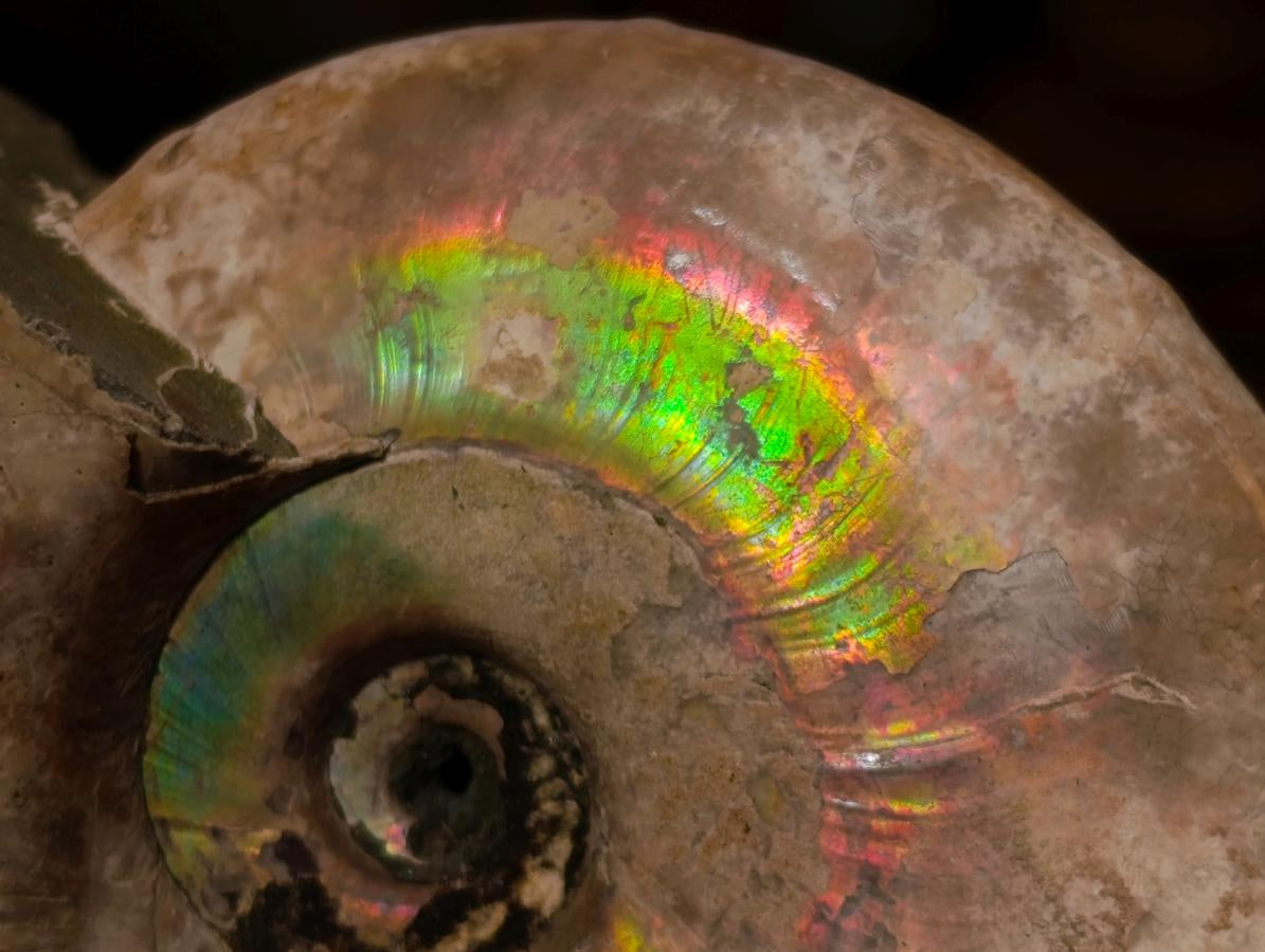 Natural Cabinet Size Large Iridescent Cleoniceras Ammonite Fossil x 1 From Maintirano, Madagascar
