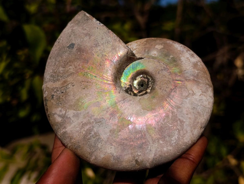 Natural Cabinet Size Large Iridescent Cleoniceras Ammonite Fossil x 1 From Maintirano, Madagascar