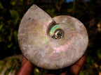 Natural Cabinet Size Large Iridescent Cleoniceras Ammonite Fossil x 1 From Maintirano, Madagascar