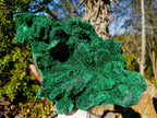 Natural XL Velvet Silky Malachite Specimen x 1 From Kasompe, Congo