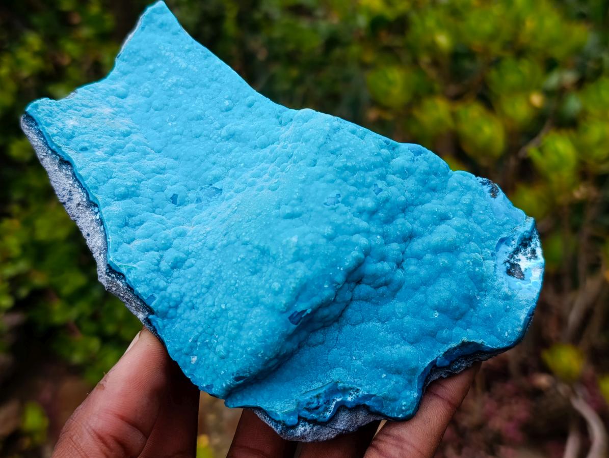 Natural Cabinet Size Botryoidal Chrysocolla Specimen x 1 From Kulukuluku, Congo