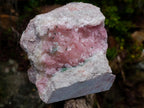 Natural Large Cabinet Size Super Rare Dog Tooth Rhodocalcite Specimen on a Dolomite Matrix x 1 From Mashamba West Mine, Congo