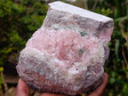 Natural Large Cabinet Size Super Rare Dog Tooth Rhodocalcite Specimen on a Dolomite Matrix x 1 From Mashamba West Mine, Congo