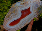 Polished One Side Red Shashe River Agate Nodule x 1 From Shashe River, Zimbabwe