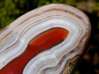 Polished One Side Red Shashe River Agate Nodule x 1 From Shashe River, Zimbabwe