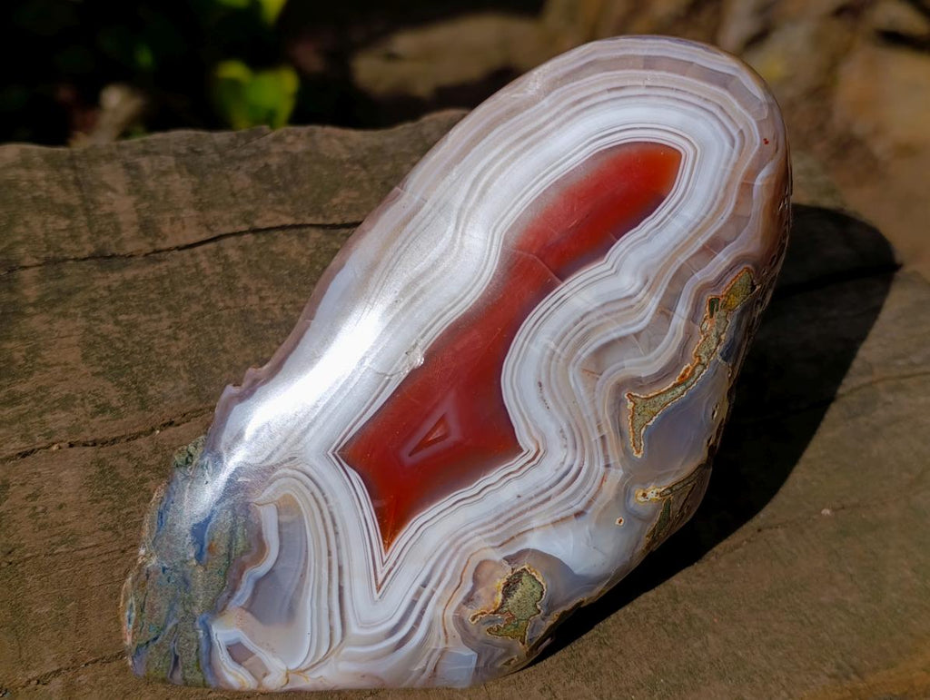 Polished One Side Red Shashe River Agate Nodule x 1 From Shashe River, Zimbabwe