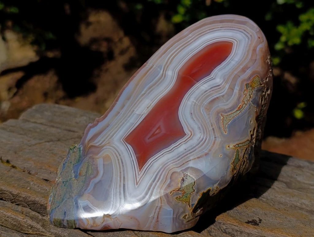 Polished One Side Red Shashe River Agate Nodule x 1 From Shashe River, Zimbabwe