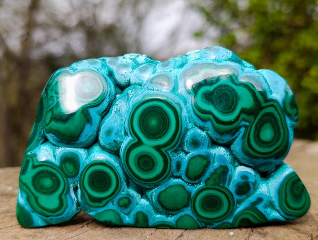 Polished "Eye" Ring Patterned Malacolla Free Form x 1 From Kulukuluku, Congo