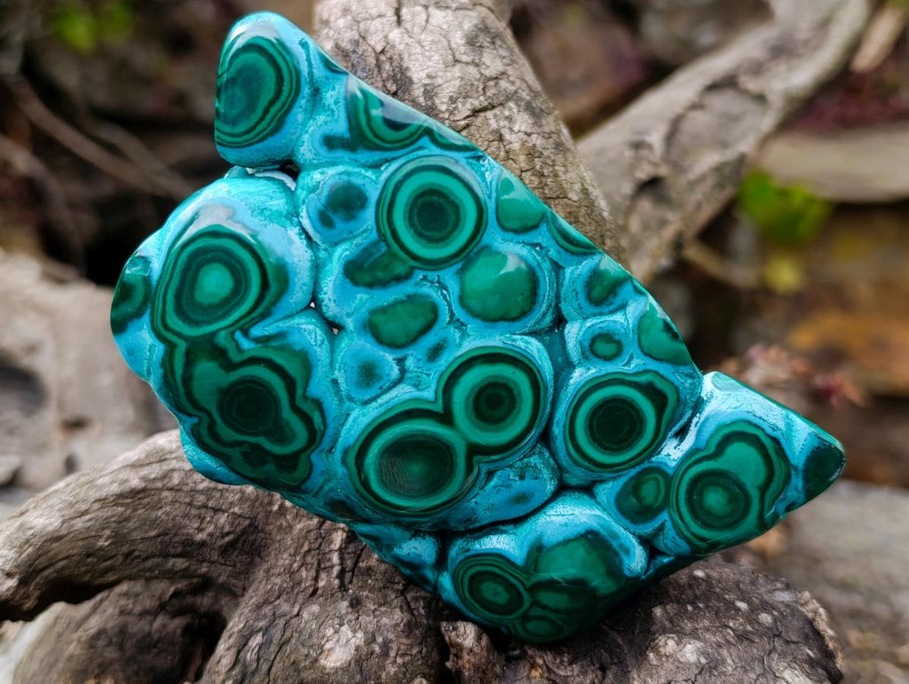 Polished "Eye" Ring Patterned Malacolla Free Form x 1 From Kulukuluku, Congo