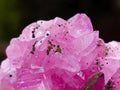 Natural Cabinet Size Super Rare Rhodocalcite with Kolwezite Specimen on a Dolomite Matrix x 1 From Mashamba West Mine, Congo