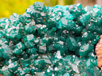 Natural Large Cabinet Size Dioptase Specimen on a Dolomite Matrix x 1 From Mashamba East, Congo