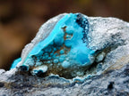 Natural Cabinet Size Botryoidal Chrysocolla Specimen on Dolomite x 1 From Kulukuluku, Congo