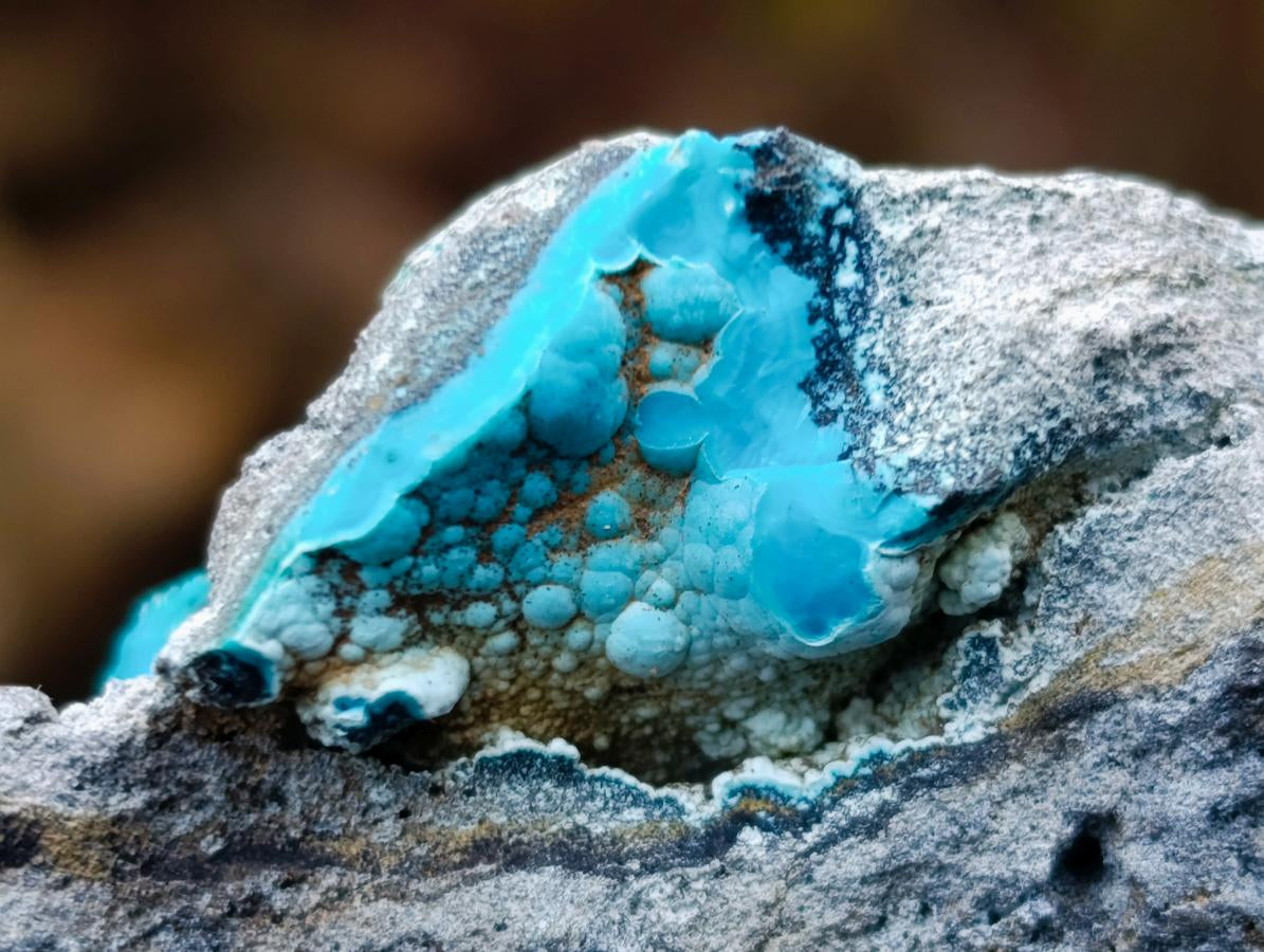 Natural Cabinet Size Botryoidal Chrysocolla Specimen on Dolomite x 1 From Kulukuluku, Congo