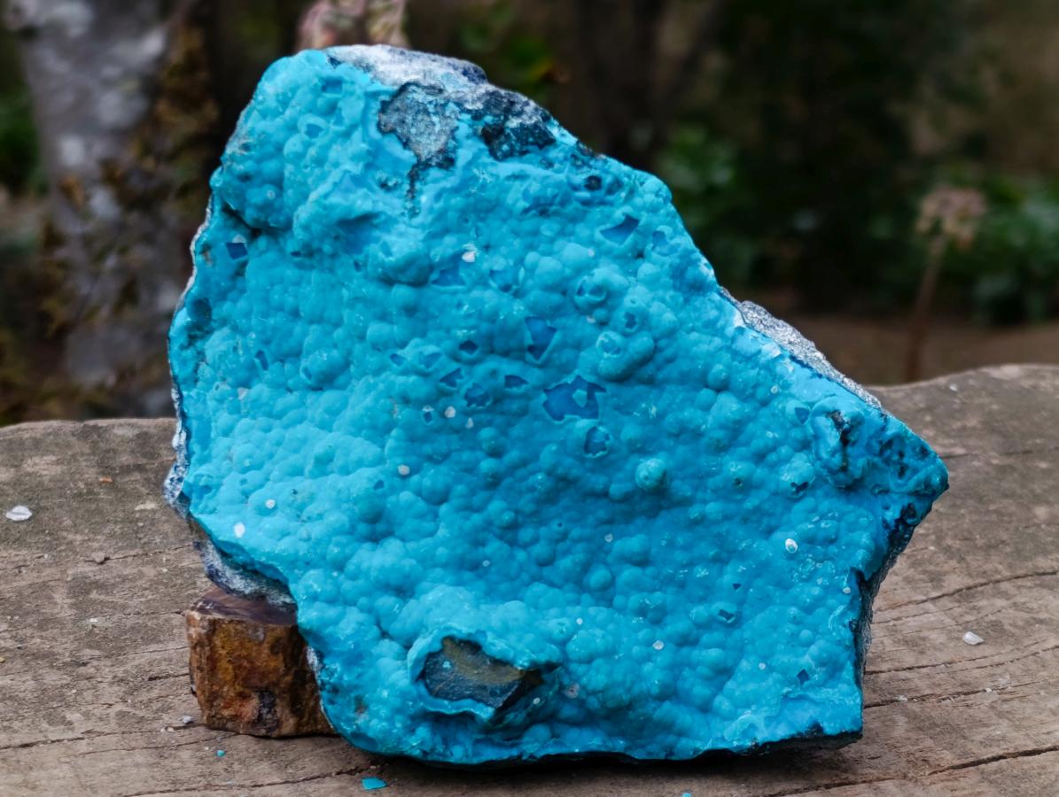 Natural Cabinet Size Botryoidal Chrysocolla Specimen on Dolomite x 1 From Kulukuluku, Congo