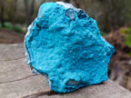 Natural Cabinet Size Botryoidal Chrysocolla Specimen on Dolomite x 1 From Kulukuluku, Congo