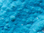 Natural Cabinet Size Botryoidal Chrysocolla Specimen on Dolomite x 1 From Kulukuluku, Congo