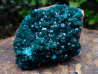 Natural Cabinet Size Dioptase Specimen on a Dolomite Matrix x 1 From Mashamba East, Congo