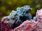 Natural Drusy Coated Chrysocolla and Salrose on Dolomite x 1 From Kakanda, Congo