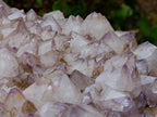 Natural XL Spirit Amethyst Crystal Plate Cluster x 1 From Boekenhouthoek, South Africa