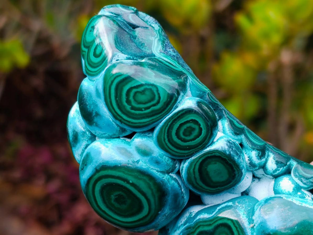 Polished "Eye" Ring Patterned Malacolla Free Form x 1 From Kulukuluku, Congo