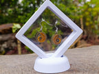Hand Made Cleoniceras Ammonite Fossil Jewellery Earrings - Sold Per Pair - From Tulear, Madagascar