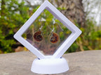 Hand Made Cleoniceras Ammonite Fossil Jewellery Earrings - Sold Per Pair - From Tulear, Madagascar