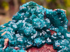 Natural Dioptase Specimen on a Dolomite Matrix x 1 From Mashamba East, Congo
