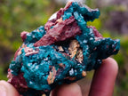 Natural Dioptase Specimen on a Dolomite Matrix x 1 From Mashamba East, Congo