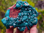 Natural Dioptase Specimen on a Dolomite Matrix x 1 From Mashamba East, Congo