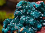 Natural Dioptase Specimen on a Dolomite Matrix x 1 From Mashamba East, Congo