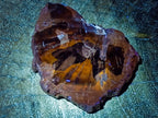 Polished and Natural Mix of African Specimens Set of 12 in a Wooden Display Box x 1 From Southern Africa