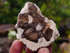 Polished and Natural Mix of African Specimens Set of 12 in a Wooden Display Box x 1 From Southern Africa