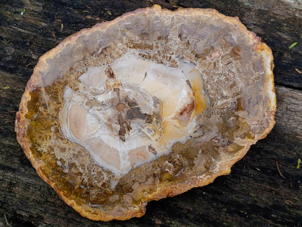 Polished Podocarpus Petrified Wood Slice x 1 From Mahajanga, Madagascar