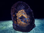 Polished Podocarpus Petrified Wood Slice x 1 From Mahajanga, Madagascar