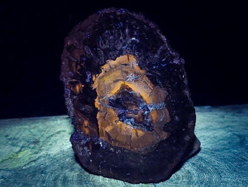 Polished Podocarpus Petrified Wood Slice x 1 From Mahajanga, Madagascar