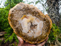 Polished Podocarpus Petrified Wood Slice x 1 From Mahajanga, Madagascar