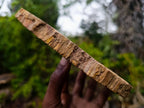 Polished Podocarpus Petrified Wood Slice x 1 From Mahajanga, Madagascar